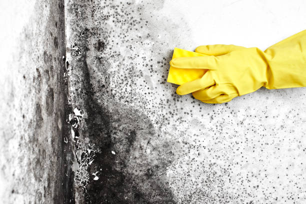 Best Industrial Mold Remediation  in Fallston, MD